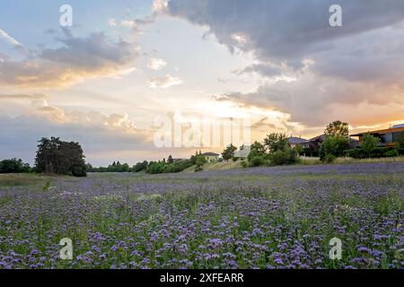 Wunderschönes Schulkind, Junge mit bemaltem Gesicht in einem Blumenfeld bei Sonnenuntergang, Korb mit Blumen und alten Vintage Koffer, Sommer Stockfoto