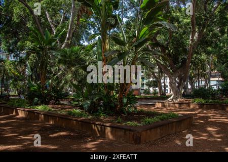 Die Plaza del Príncipe de Asturias in der Hauptstadt Santa Cruz de Tenerife Stockfoto