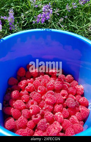 Nahaufnahme von Himbeeren in einem Eimer. Bio-Himbeerpflücke. Stockfoto