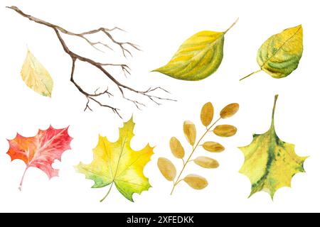 Set von Aquarellblättern im Herbst. Handgemalte Abbildung. Blätter von verschiedenen Bäumen Stockfoto