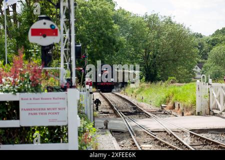 Der Wealden Pullman kommt an der Tenterden Town Station an der Kent and East Sussex Railway an Stockfoto