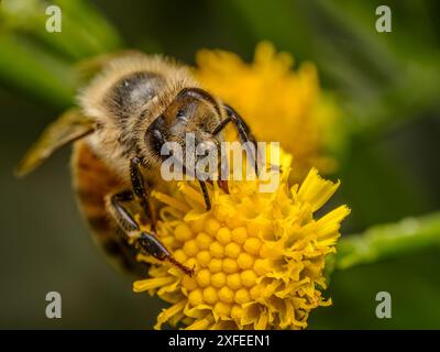 Nahaufnahme einer Biene, die gelbe Wildblumen bestäubt Stockfoto