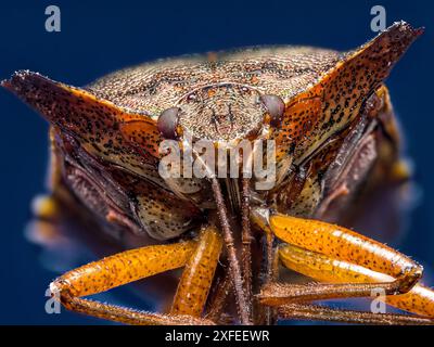 Nahaufnahme von Red-Legged Shield Bug Stockfoto