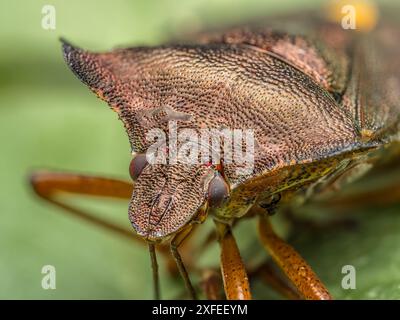 Nahaufnahme von Rotschild-Käfer auf grünem Blatt Stockfoto