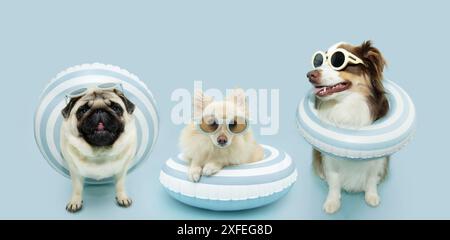 Sommer-Banner. Drei Hunde in einem aufblasbaren Ring, der Urlaub macht. Isoliert auf blauem Pastellhintergrund Stockfoto