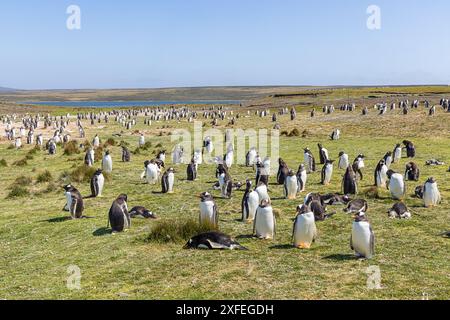 Allgemeine Ansicht einer Kolonie von Gentoo-Pinguinen in der Nähe des Strandes von Volunteer Point Stockfoto