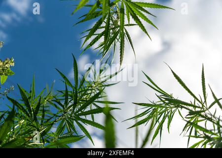 Hintergrund Der Marihuana-Pflanze Blue Sky. Ein Stängel aus grünem Hanf vor einem bewölkten Himmel. Das Konzept des Cannabisanbaus und -Gebrauchs in der Landwirtschaft. Unzulässig b Stockfoto