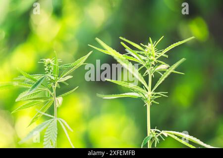 Reifer Cannabispflanzen-Hanf. Blühende weibliche Marihuana-Blüten und Blätter, die im hausgemachten Garten wachsen. Geringe Schärfentiefe und unscharfer Hintergrund. Illumi Stockfoto