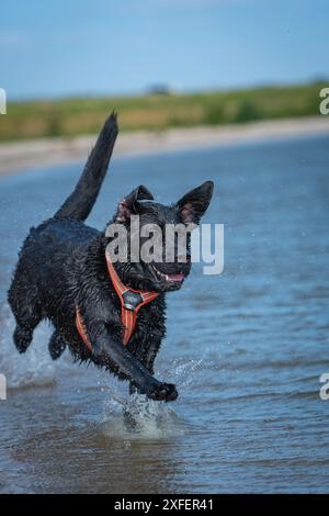 Actionaufnahmen eines Black Labrador Retrievers, der im Wasser am Strand zwischen Lelystad und Enkhuizen in den Niederlanden läuft. Stockfoto