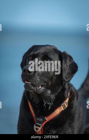 Schwarzes Labrador Retriever-Porträt am Strand zwischen Lelystad und Enkhuizen in den Niederlanden. Stockfoto