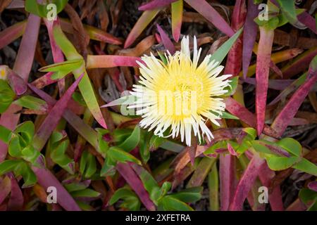 Hottentot-Feige (Carpobrotus edulis) oder Eispflanze in der Nähe der Vegetation, Alentejo, Portugal. Stockfoto