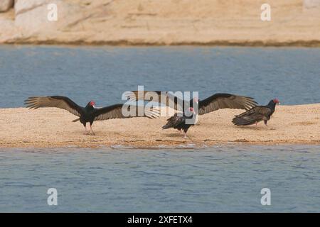 putengeier (Cathartes Aura), Gruppe landete auf einer Sandbank am Seeufer, USA, Arizona, Saguaro Lake Stockfoto