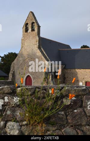 Kalifornischer Mohn, kalifornischer Mohn, Goldmohn (Eschscholzia californica), blüht an einer alten Steinmauer in der Kapelle von Vieux Bourg de Pleherel, Fr. Stockfoto