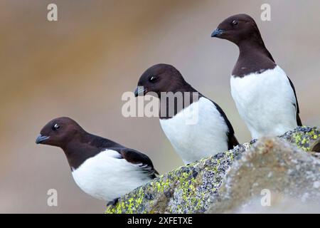 Little Ak, Dovekie (alle alle, Plautus alle), drei Tauben, die in einem Felsbrocken zusammensitzen, Norwegen, Svalbard, Longyearbyen Stockfoto