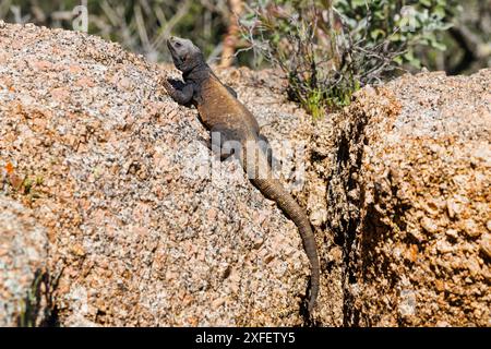 Gewöhnliche Chuckwalla, nördliche Chuckwalla (Sauromalus ater), männliche Sonnenbaden auf einem Felsbrocken, USA, Arizona, Pinnacle Peak Stockfoto