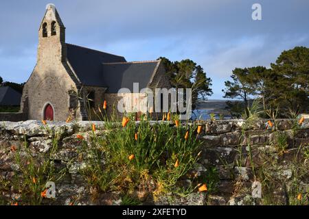 Kalifornischer Mohn, kalifornischer Mohn, Goldmohn (Eschscholzia californica), blüht an einer alten Steinmauer in der Kapelle von Vieux Bourg de Pleherel, Fr. Stockfoto