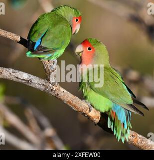 Pfirsichgesicht-Taubenvogel (Agapornis roseicollis), Paar, das auf einem Ast sitzt, Namibia Stockfoto