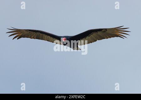 putengeier (Cathartes Aura), im Gleitflug, Vorderansicht, USA, Arizona, Saguaro See Stockfoto