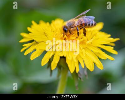 Honigbiene, Bienenstock (APIs mellifera mellifera), saugt Nektar bei Löwenzahn, Deutschland, Rheinland-Pfalz Stockfoto