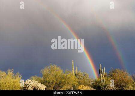 saguaro-Kaktus (Carnegiea gigantea, cereus giganteus), Doppelregenbogen über saguaro, USA, Arizona, Sonora-Wueste Stockfoto