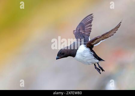 Kleiner Ak, Taube (alle alle, Plautus alle), im Flug, Seitenansicht, Norwegen, Svalbard, Longyearbyen Stockfoto