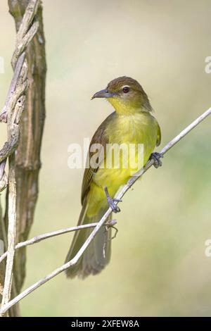 Gelbbauchgrünbul (Chlorocichla flaviventris), auf einem Zweig sitzend, Südafrika, KwaZulu-Natal, Mkuze Game Reserve Stockfoto