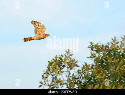 nördlicher Sperber (Accipiter nisus), unreif fliegend im blauen Himmel in der Seitenansicht und mit Unterflügel, Niederlande, Limburg, Reigersbroek Stockfoto