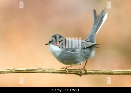 sardischer Grasfänger, sardischer Grasfänger (Sylvia melanocephala), männlich auf einem getrockneten Pflanzenstiel, Seitenansicht, Italien, Toskana, Monte Morello Stockfoto