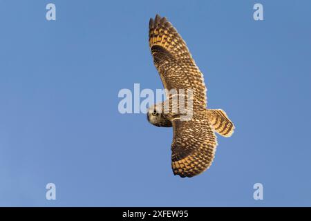Kurzohrige (Asio flammeus), im Flug, Seitenansicht, Italien, Emilia-Romagna, Villa Baroni Stockfoto