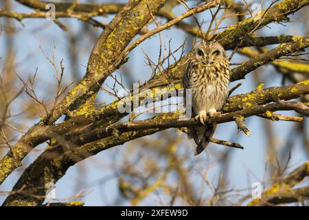 Kurzohr-Eule (Asio flammeus), auf einem lichterem Ast stehend, Vorderansicht, Italien, Emilia-Romagna Stockfoto
