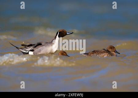 northern pintail, pintail (Anas acuta), Badepaar, Seitenansicht, Italien, Toskana Stockfoto