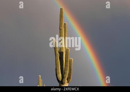 saguaro-Kakteen (Carnegiea gigantea, cereus giganteus), Regenbogen über einem großen Exemplar, USA, Arizona, Sonora-Wueste Stockfoto