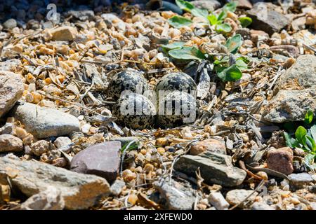 killdeer Pflug (Charadrius vociferus), Nest mit vier Eiern zwischen grobem kies, USA, Arizona, Sonora-Wueste Stockfoto