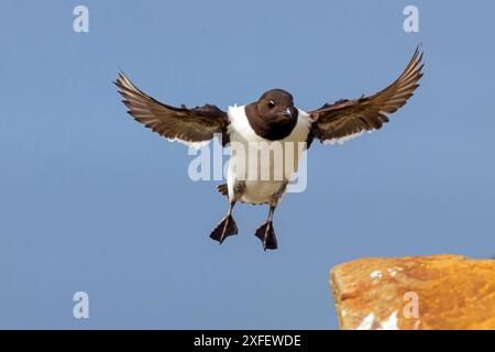 Kleiner Ak, Taube (alle alle, Plautus alle), im Flug, Vorderansicht, Norwegen, Svalbard, Longyearbyen Stockfoto