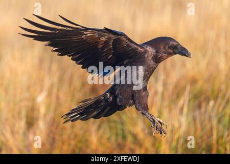 Rabe (Corvus corax), Landung auf trockenem Gras, Seitenansicht, Spanien, Castilla La Mancha Stockfoto