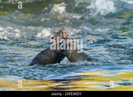 Coypu, Nutria (Myocastor coypus), zwei Nutrias kämpfen im Fluss, Seitenansicht, Frankreich, Crielle sur Mer Stockfoto