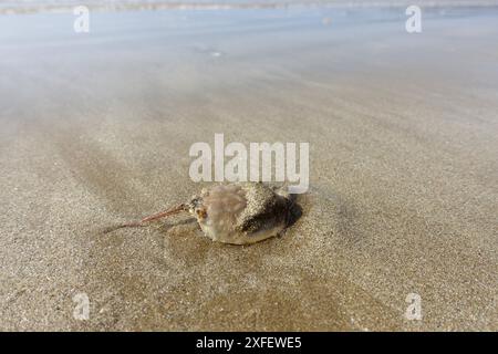 Maskierte Krabbe, Helmkrabbe (Corystes cassivelaunus), in den Sand graben, Seitenansicht, Frankreich, Bretagne, Erquy Stockfoto