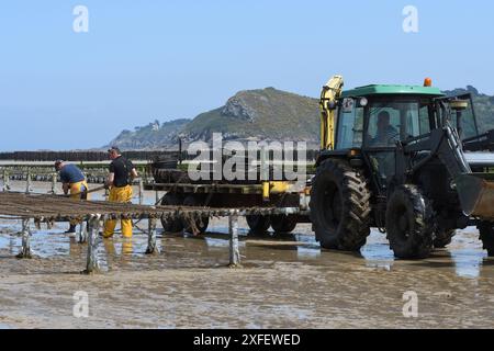 Muschel, Muschel, Muschel, Muschel, Muschel (Mytilus edulis), Muschelzucht in der Baie de la Fresnaye, Frankreich, Bretagne, Plevenon Stockfoto