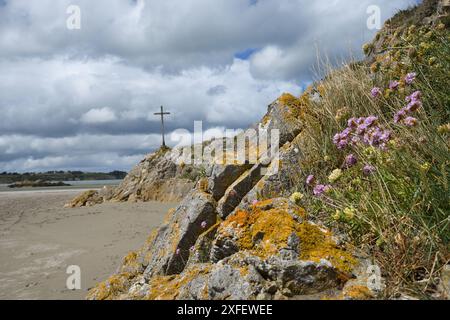 Seekrift, Western Second (Armeria maritima), Kreuz auf einem Felsen an der Küste in der Bucht von Saint-Brieuc, Frankreich, Bretagne, Morieux Stockfoto