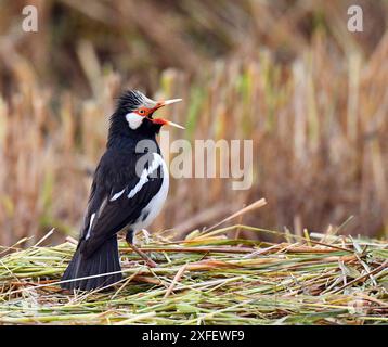 Asiatischer Rattenstern, Rattenmyna (Sturnus contra, Gracupica contra), sitzend auf Heu, singend, Thailand Stockfoto