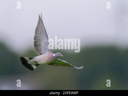 Holztaube (Columba palumbus), im Flug, Niederlande, Limburg Stockfoto