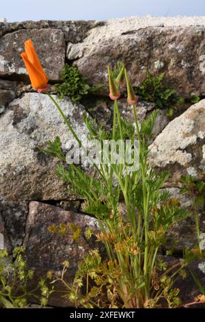 Kalifornischer Mohn, kalifornischer Mohn, Goldmohn (Eschscholzia californica), blüht an einer alten Steinmauer, Frankreich, Bretagne, Departement Cotes-d’Armor Stockfoto