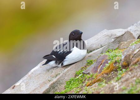 Little Ak, Dovekie (alle alle, Plautus alle), ruht auf einem Felsblock, Seitenansicht, Norwegen, Svalbard, Longyearbyen Stockfoto