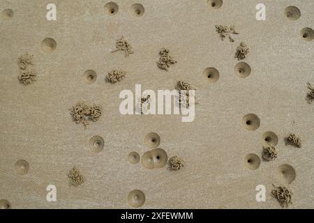 Europäischer Stollenwurm, Blasenwurm, Lugwurm, Sandwurm (Arenicola Marina), Lugwurmstapel am Strand, Frankreich, Bretagne, Erquy Stockfoto