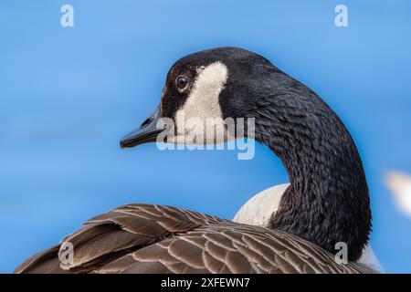 Kanadische Gans (Branta canadensis), Porträt, Seitenansicht, Deutschland, Hessen Stockfoto