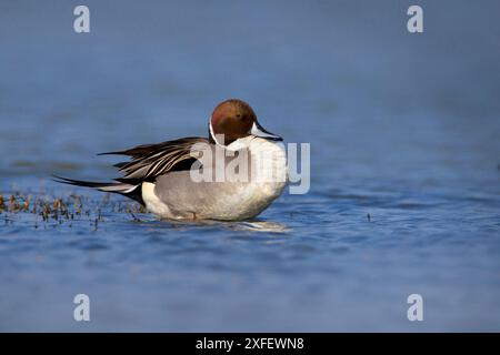 nördlicher pintail, pintail (Anas acuta), drake im flachen Wasser, Seitenansicht, Italien, Toskana Stockfoto