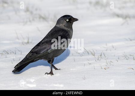 Europäischer Jackdaw, westlicher Jackdaw (Corvus monedula spermologus, Corvus spermologus, Coloeus monedula), sitzt auf dem Boden im Schnee, Niederlande, Kat Stockfoto