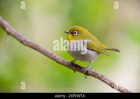 Cape White-Eye (Zosterops pallidus), auf einem Zweig sitzend, Südafrika, Western Cape, Garden Route Natinal Park Stockfoto