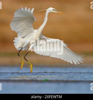 westlicher Riffreiher, westlicher Riffreiher (Egretta gularis), weiße Morphlandung im Wasser, Seitenansicht, Oman, Dhofar, Raysut, Salalah Stockfoto