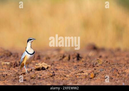 Ägyptischer Pflug, Krokodilvogel (Pluvianus aegyptius), Futtersuche am Boden, Gambia, Nordufer, Njau Stockfoto